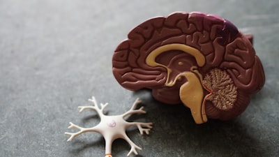 How HIV Spreads